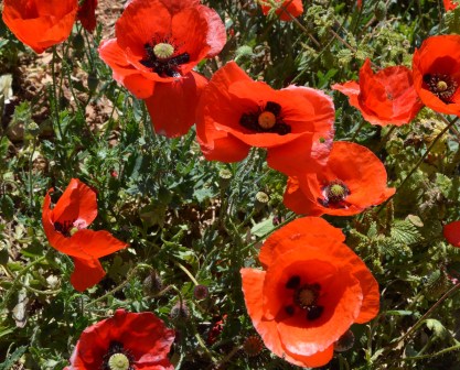 26363398030_a35d6623e9_o