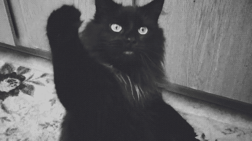 black-cat-gif-3.gif